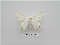 藏品(尺蛾324)的圖片